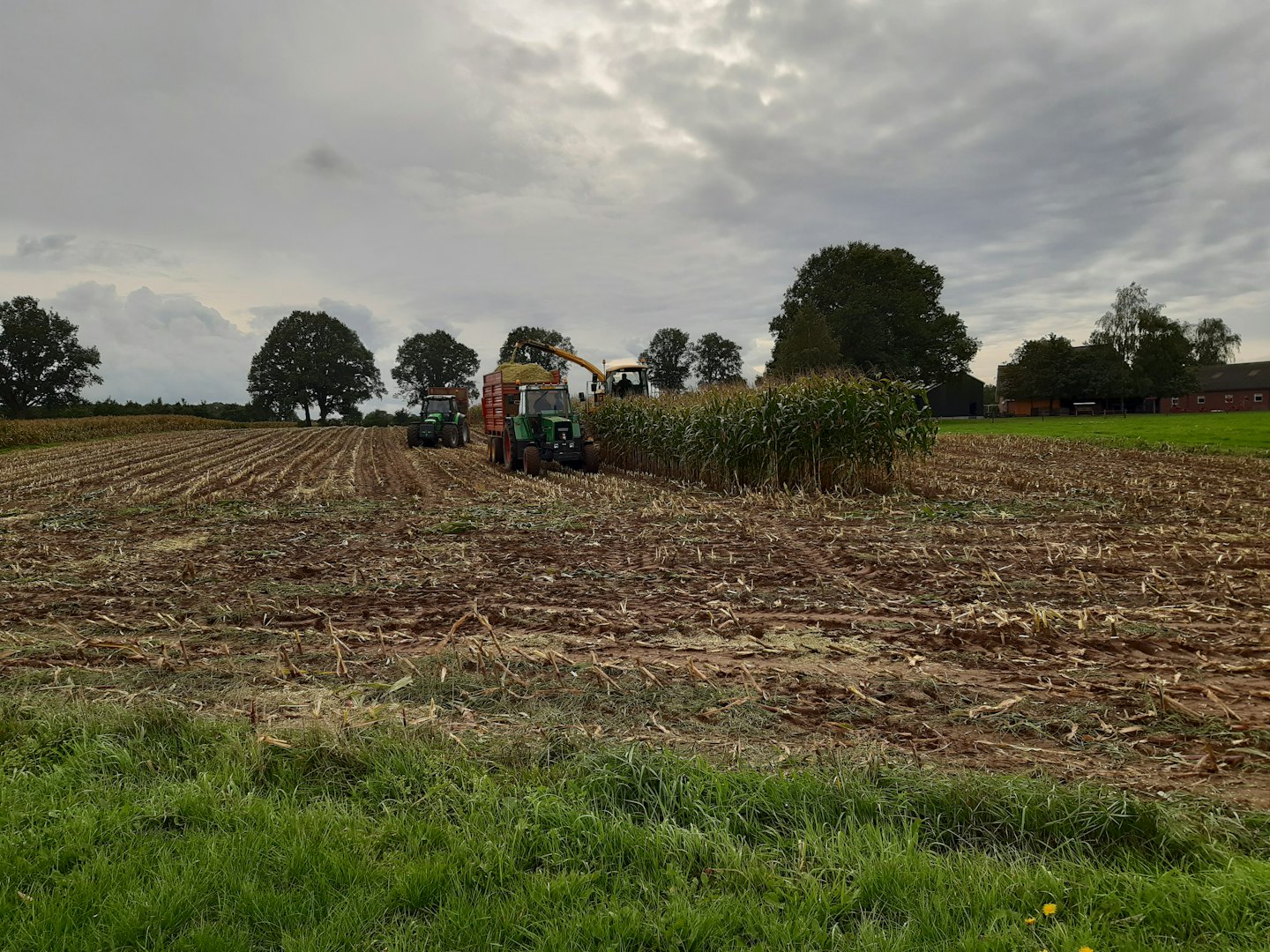 Traktor und Mähdrescher arbeiten auf einem ländlichen Maisfeld.